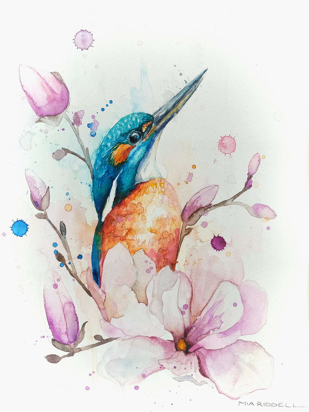 Kotari/Kingfisher in the Spring Magnolia